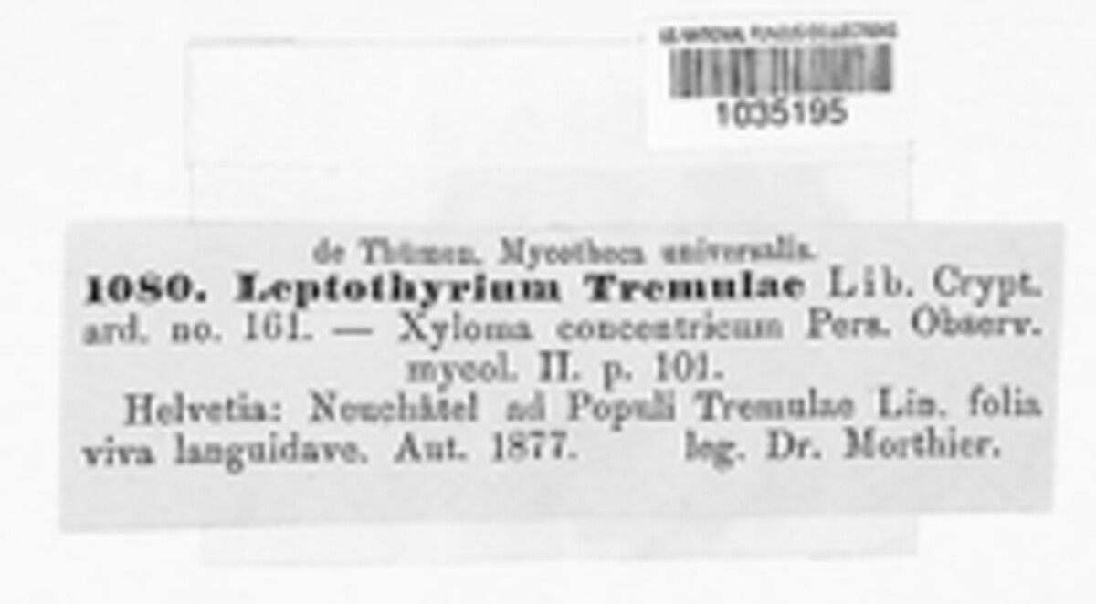 Leptothyrium tremulae image